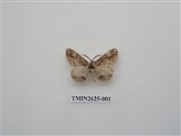 藏品(尺蛾145)的圖片